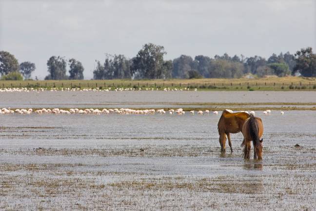El exdirector de la Estación Biológica de Doñana, galardonado con los premios de Medios Ambiente