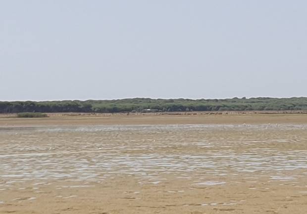 Un virulento brote de cianobacterias fulmina cientos de aves en el entorno del Parque de Doñana 1 Doñana seca laguna