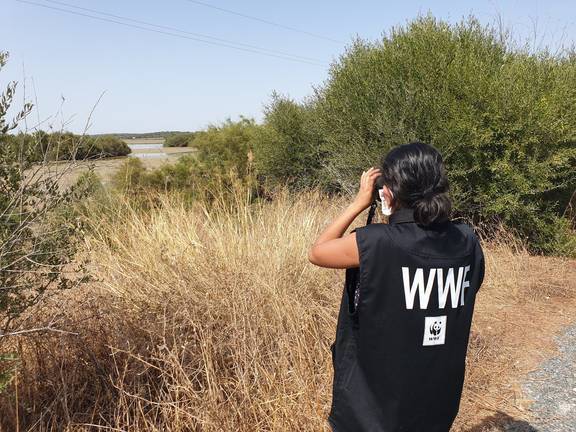 Un virulento brote de cianobacterias fulmina cientos de aves en el entorno del Parque de Doñana 2 Doñana WWF