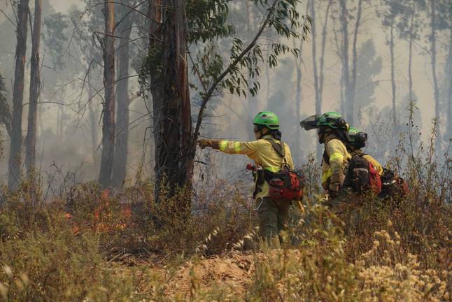 Miles de hectáreas de eucaliptos ocupan y degradan los Espacios Protegidos de Huelva