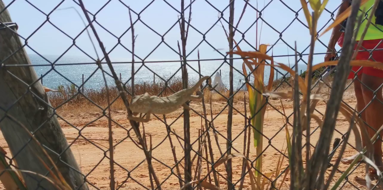 La Policía de Almonte devuelve a una pareja de camaleones a su hábitat natural en Doñana