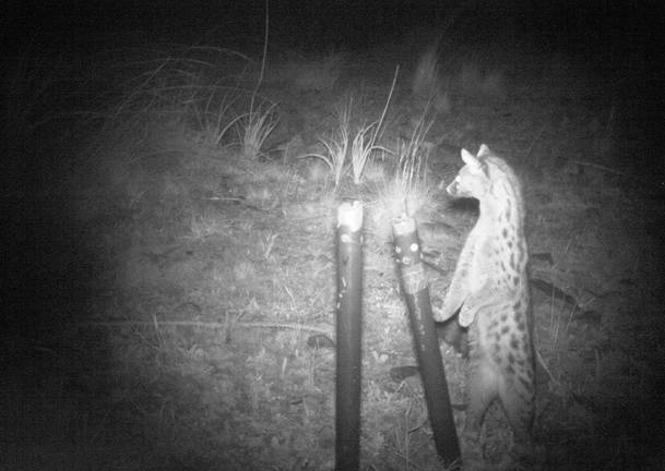 Investigadores de la UHU evalúan la biodiversidad de la fauna ‘vigilando’ desde Doñana