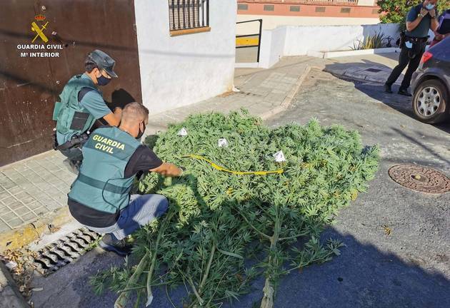 Dos detenidos en Gibraleón por cultivar marihuana en una vivienda