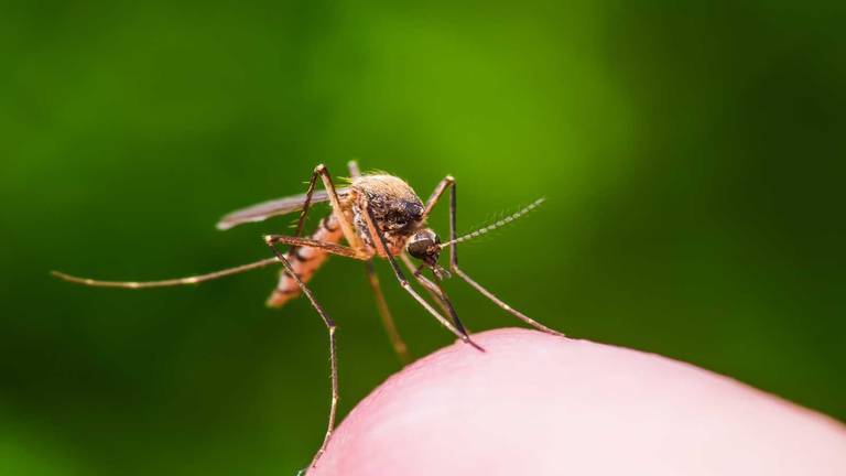 Detectan nuevos focos de contagio del virus de la fiebre del Nilo en Aljaraque, Cartaya y Villalba 2 Detectan nuevos focos de contagio del virus de la fiebre del Nilo en Aljaraque, Cartaya y Villalba