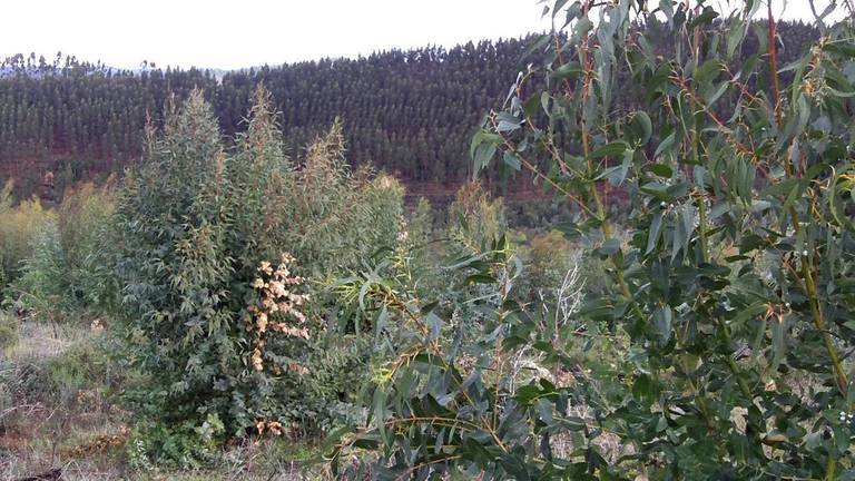 Un estudio de la UHU revela que el eucalipto mejora los suelos forestales