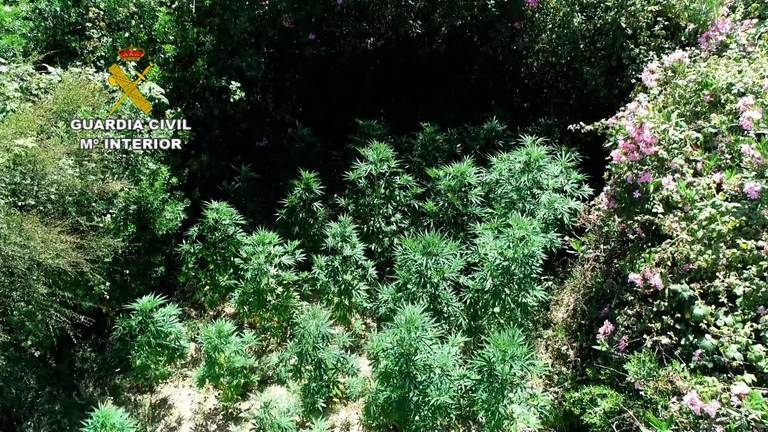 Intervienen 651 plantas de marihuana en Cartaya y Villablanca