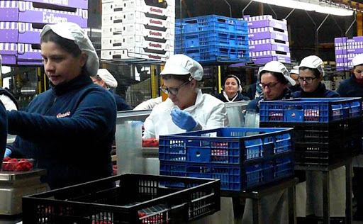Una oferta de trabajo en la fresa lanzada por Bonafru desborda la llegada de aspirantes