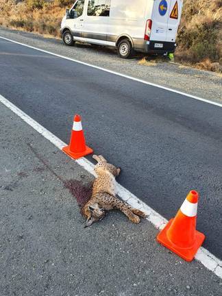 Muere atropellado un lince en el cruce de La Zarza y Calañas