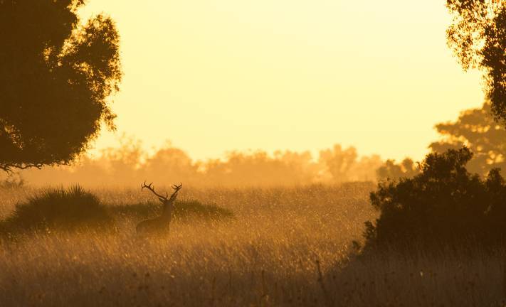 Una imagen de la berrea del ciervo en Doñana, premiada por la Junta de Andalucía