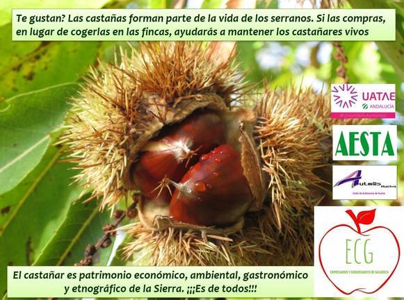 La Asociación de Empresarios de Galaroza lanza una nueva campaña en defensa del castañar