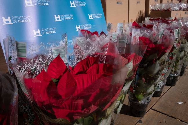 Diputación reparte 5.500 ejemplares de flor de pascua entre los municipios de la provincia