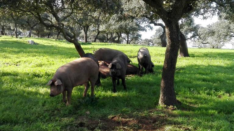 La Asociación de Industrias de la Carne de Huelva pide una rectificación al ministro Garzón