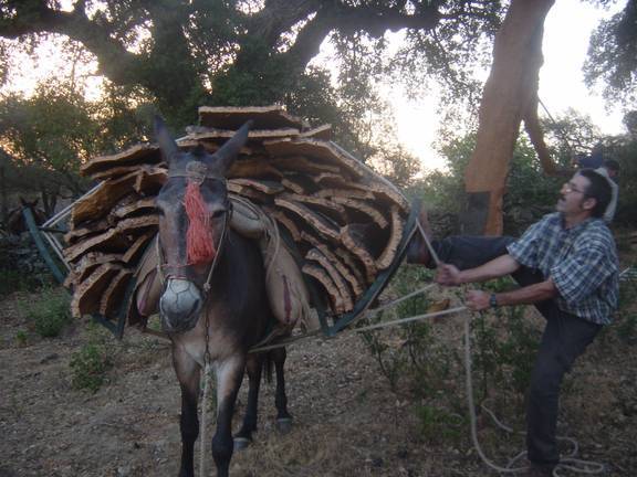 Requiem por los burros serranos