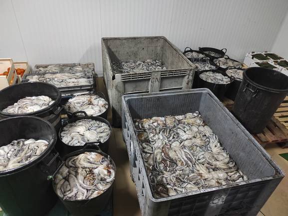 Inspección Pesquera se incauta de mil kilos de pulpo ilegal y lo