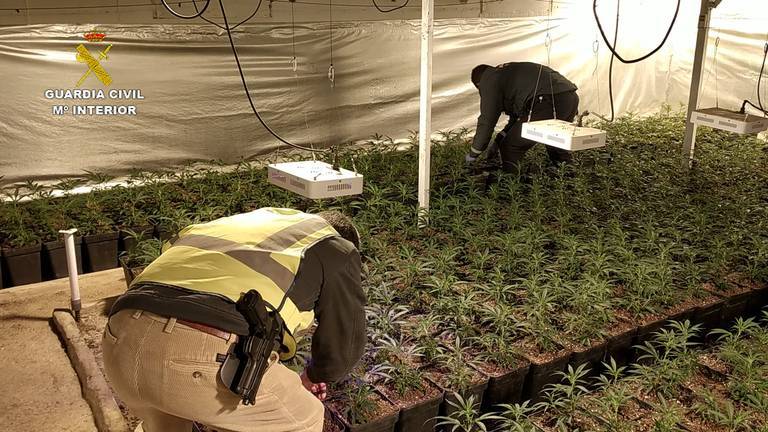 Incautan el mayor alijo de marihuana de la Sierra: 1.488 plantas en una nave de cerdos