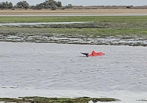 Aparece un delfín varado en el puente de la Gola en Isla Cristina