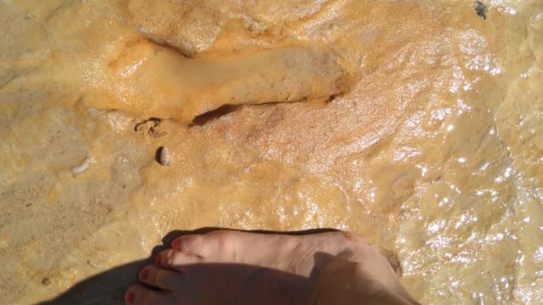 Huelva descubre a sus monstruos, megafauna y a sus sorprendentes ancestros 2 Huelva descubre a sus monstruos, megafauna y a sus sorprendentes ancestros