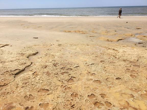 Huelva descubre a sus monstruos, megafauna y a sus sorprendentes ancestros 1 Huelva descubre a sus monstruos, megafauna y a sus sorprendentes ancestros