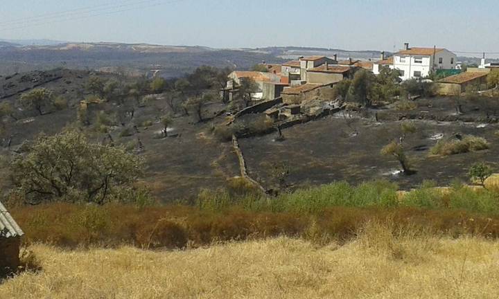 La tala de encinas en Almonaster llegará a Europa y el Seprona investiga los permisos dados por la Junta
