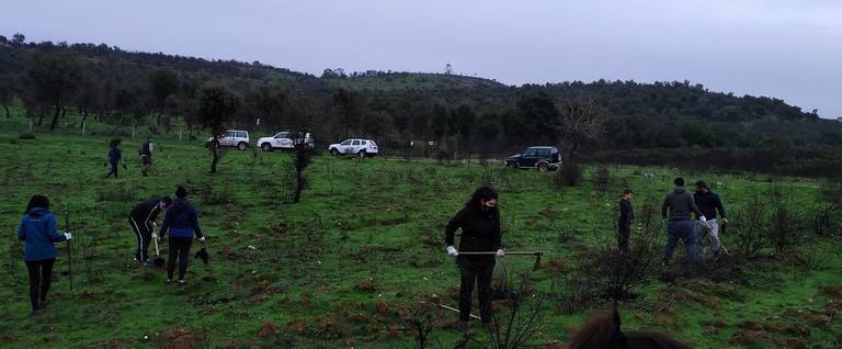 Arrancan en mina Magdalena el único encinar que se salvó del gran incendio de Almonaster 2 Arrancan en mina Magdalena el único encinar que se salvó del gran incendio de Almonaster
