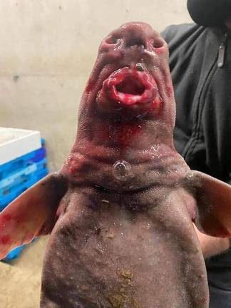 Perturbador hallazgo de un pez con rostro humanoide