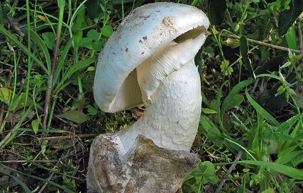 Fallece un hombre en Valverde tras ingerir una seta ‘Amanita Verna’ que confundió con un gurumelo