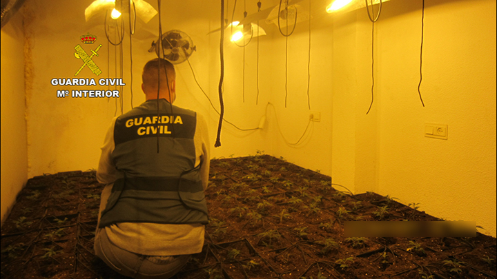 Localizan 548 plantas de marihuana en el interior de una vivienda en Gibraleón