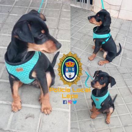 Un niño de Lepe conmueve a la Policía con una carta para buscar a su mascota