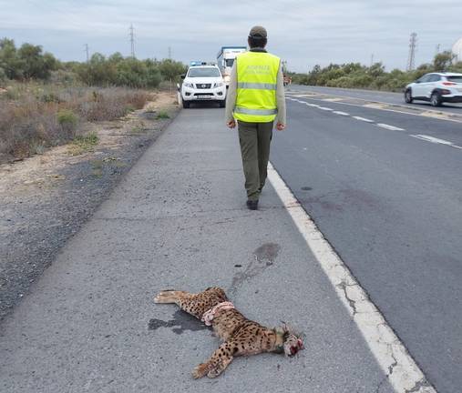 Muere un lince atropellado en la carretera Huelva-Mazagón
