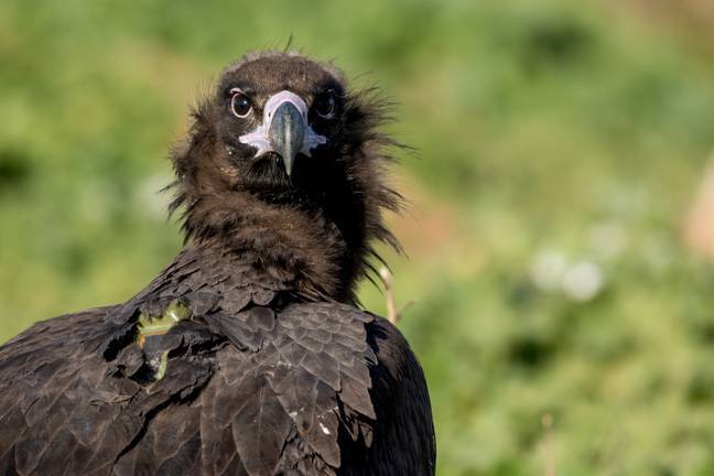La Sierra acogerá un observatorio espía del buitre negro