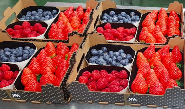 Interfresa lanza el ‘Día Mundial de los Frutos Rojos’ ante las evidencias científicas de sus beneficios