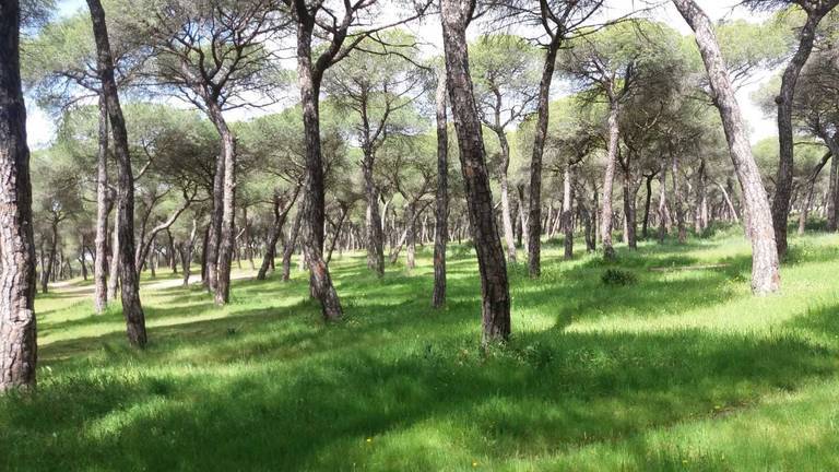 Polémica en Aljaraque por la tala prevista en el Pinar de las Sordas