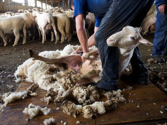 El Área Sanitaria Norte, en alerta ante la confirmación del brote de cepa brasileña en los esquiladores