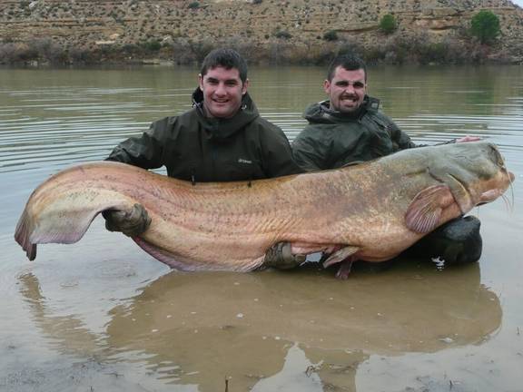 El peligroso y voraz Siluro merodea ya por Doñana y los pantanos vecinos a Aracena y Zufre