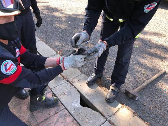 Los bomberos acuden al rescate de cuatro gatos atrapados en el subsuelo 1 Los bomberos acuden al rescate de cuatro gatos atrapados en el subsuelo