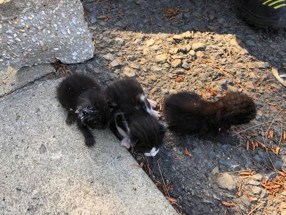 Los bomberos acuden al rescate de cuatro gatos atrapados en el subsuelo 2 Los bomberos acuden al rescate de cuatro gatos atrapados en el subsuelo