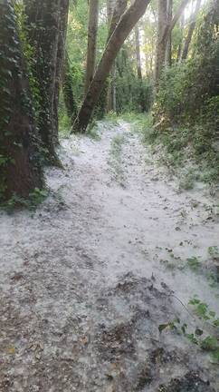 Espectacular ‘nevada’ en la Sierra: el ‘espelechao’ de los chopos la tiñe de blanco