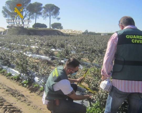 Investigan a cinco personas por cultivar arándanos sin licencia