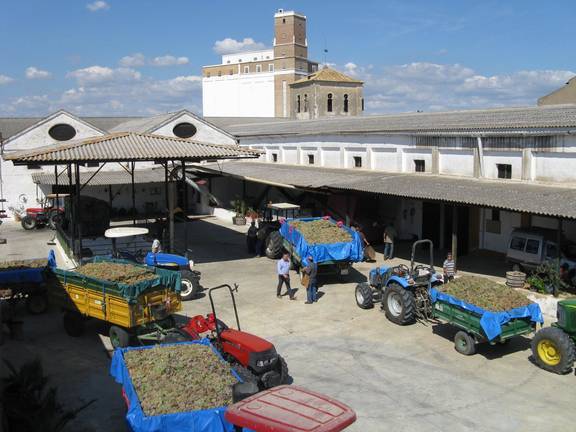Casi 3.000 viticultores andaluces optarán a las ayudas de la Junta por el Covid