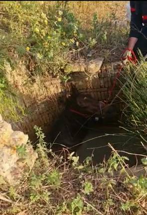 Segundo caballo que cae a un pozo en una semana y que rescatan los Bomberos