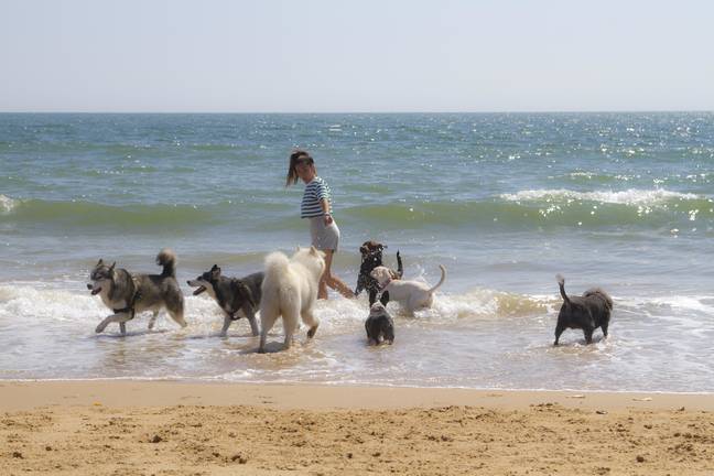 Huelva seguirá abriendo sus playas este verano a nuestros amigos caninos