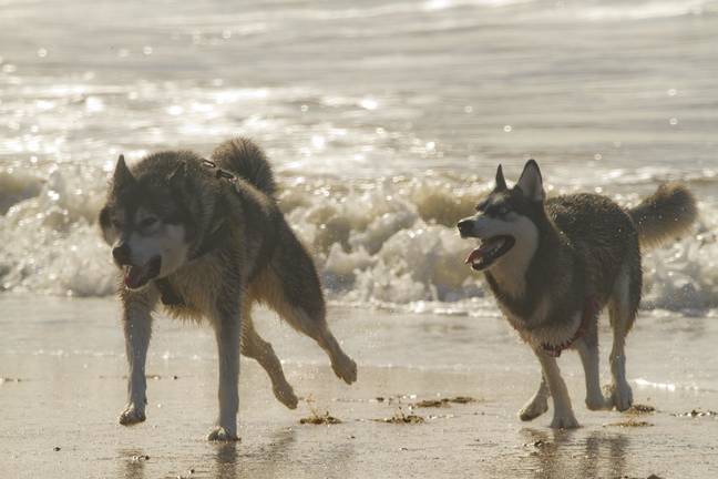 Huelva seguirá abriendo sus playas este verano a nuestros amigos caninos 2 Huelva seguirá abriendo sus playas este verano a nuestros amigos caninos