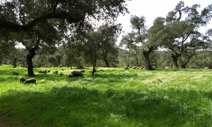 Convocado el Premio a la Dehesa Sostenible