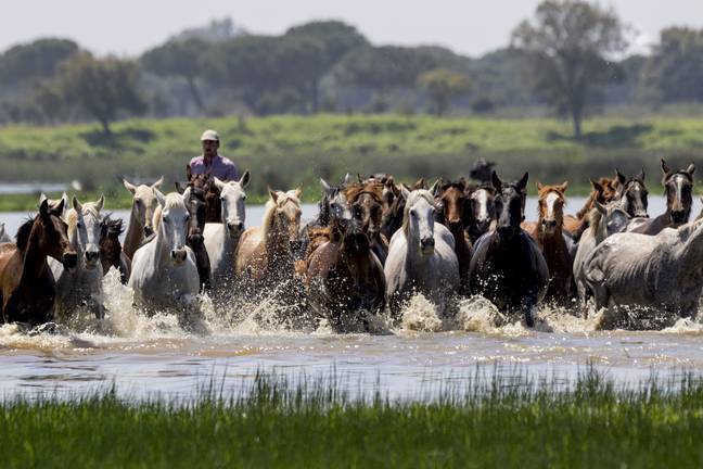 El Covid corta la galopada de la Saca de las Yeguas en Doñana 1 El Covid corta la galopada de la Saca de las Yeguas en Doñana