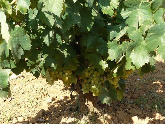 Las multinacionales se rifan el vinagre del Condado de Huelva
