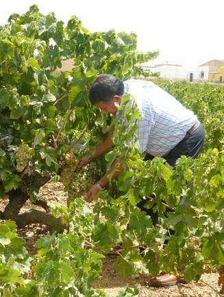 El Covid se bebe un 30% de la facturación de las bodegas