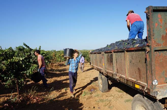 La DO Condado de Huelva certifica 25 millones de kilos de uva 1 En el Condado la vid es uno de los motores económicos