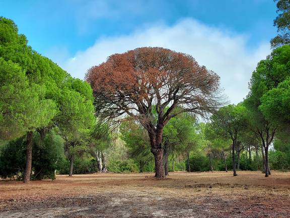 Certifican la muerte del ‘Pino de los mil duros’, un árbol con 300 años de historia