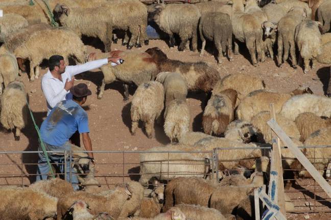 Alerta veterinaria en Huelva y Sevilla por la aparición de casos de ántrax