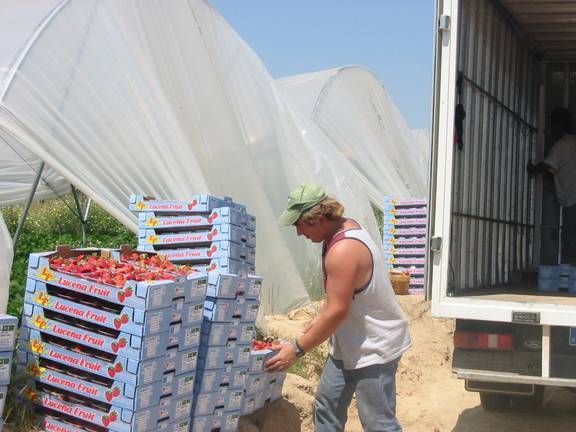 El Gobierno quiere priorizar la mano de obra local en la recogida de la fresa